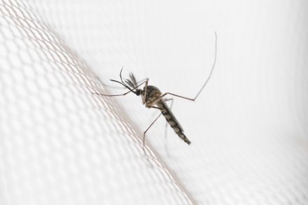 O Carnaval do Aedes