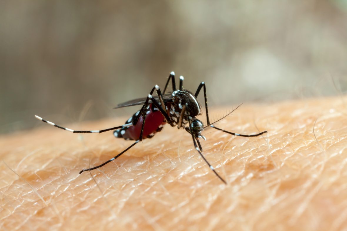 O Brasil está prestes a viver uma epidemia de Chikungunya
